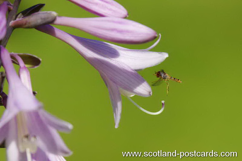 Simosyrphus Grandicornis Simosyrphus Grandicornis